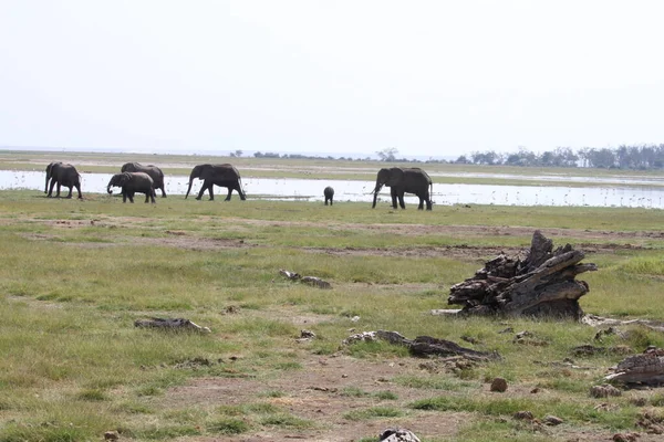Слоны Национальном Парке Амбосели Кении Природа Животные — стоковое фото