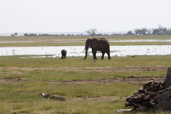 Elefantes Parque Nacional Amboseli Kenia África Naturaleza Animales —  Fotos de Stock