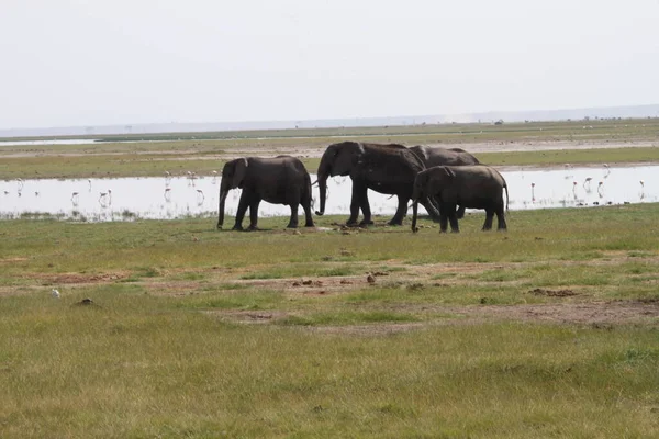 Kenya Afrika Daki Amboseli Ulusal Parkı Ndaki Filler Doğa Hayvanlar — Stok fotoğraf