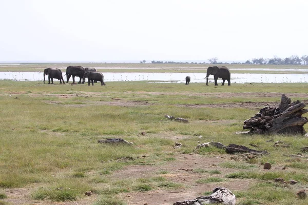 Elephants Amboseli National Park Kenya Africa Nature Animals — Stock Photo, Image