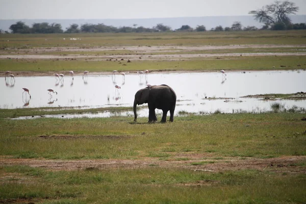Elephants Amboseli National Park Kenya Africa Nature Animals — Stock Photo, Image