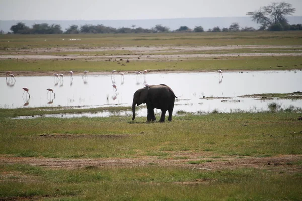 Elefantes Parque Nacional Amboseli Kenia África Naturaleza Animales — Foto de Stock