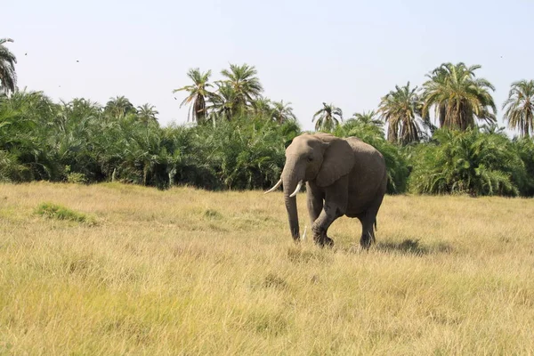 肯尼亚安博塞利国家公园的大象 自然和动物 — 图库照片
