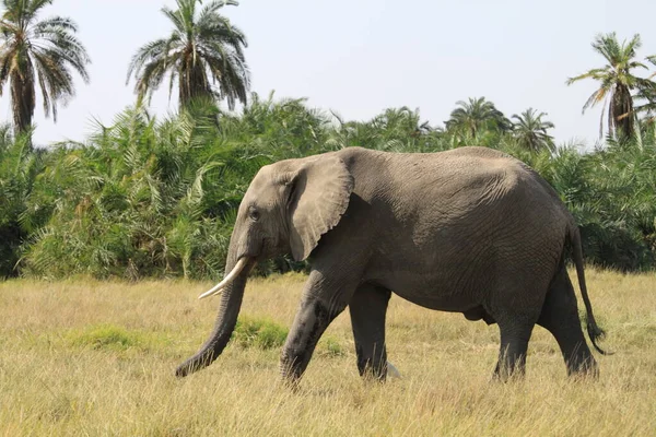 Ελέφαντες Στο Εθνικό Πάρκο Amboseli Στην Κένυα Της Αφρικής Φύση — Φωτογραφία Αρχείου