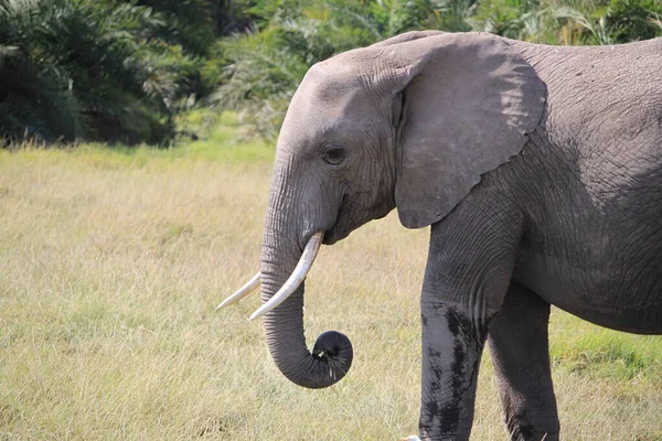 Elefantes Parque Nacional Amboseli Quênia África Natureza Animais — Fotografia de Stock
