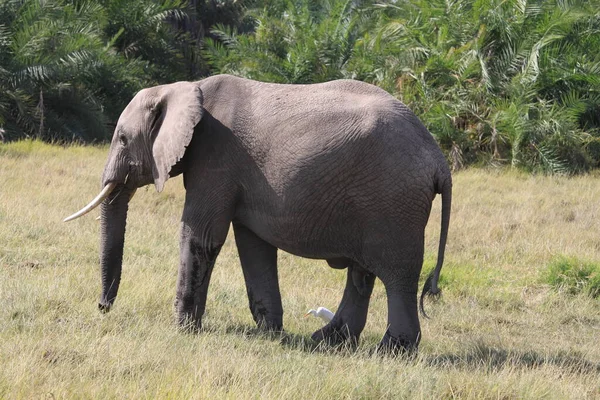 Слоны Национальном Парке Амбосели Кении Природа Животные — стоковое фото