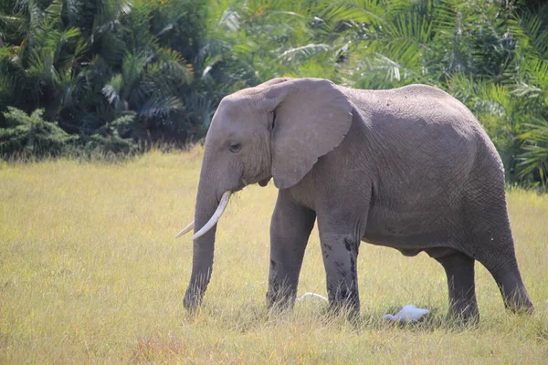 Elefantes Parque Nacional Amboseli Kenia África Naturaleza Animales — Foto de Stock