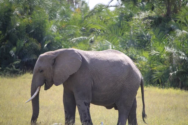 肯尼亚安博塞利国家公园的大象 自然和动物 — 图库照片