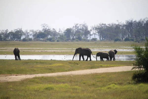 Ελέφαντες Στο Εθνικό Πάρκο Amboseli Στην Κένυα Της Αφρικής Φύση — Φωτογραφία Αρχείου