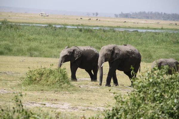 Kenya Afrika Daki Amboseli Ulusal Parkı Ndaki Filler Doğa Hayvanlar — Stok fotoğraf