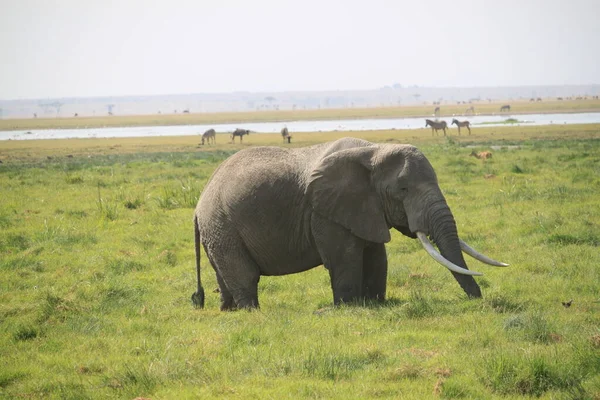 ケニアのアンボゼリ国立公園にある象 自然と動物 — ストック写真