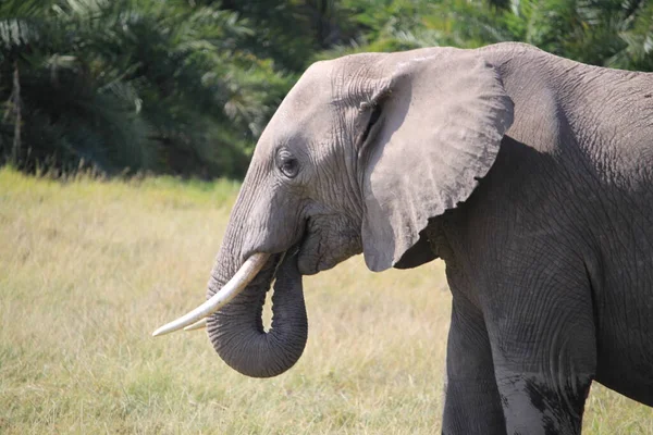 Elephants Amboseli National Park Kenya Africa Nature Animals Royalty Free Stock Photos