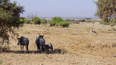 Kenya Afrika 'daki Amboseli Ulusal Parkı' ndaki antiloplar. Doğa ve hayvanlar