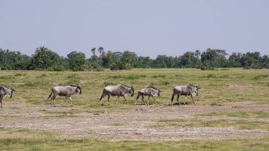Kenya Afrika 'daki Amboseli Ulusal Parkı' ndaki antiloplar. Doğa ve hayvanlar