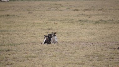 Kenya Afrika 'daki Amboseli Ulusal Parkı' ndaki antiloplar. Doğa ve hayvanlar