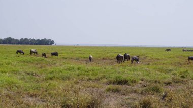 Kenya Afrika 'daki Amboseli Ulusal Parkı' ndaki antiloplar. Doğa ve hayvanlar