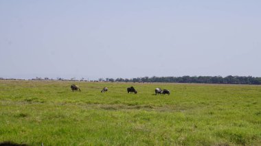 Kenya Afrika 'daki Amboseli Ulusal Parkı' ndaki antiloplar. Doğa ve hayvanlar