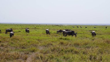 Kenya Afrika 'daki Amboseli Ulusal Parkı' ndaki antiloplar. Doğa ve hayvanlar
