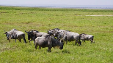 Kenya Afrika 'daki Amboseli Ulusal Parkı' ndaki antiloplar. Doğa ve hayvanlar