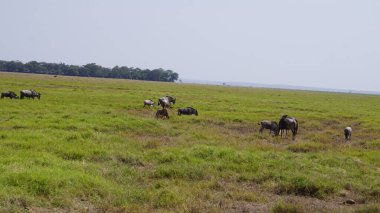 Kenya Afrika 'daki Amboseli Ulusal Parkı' ndaki antiloplar. Doğa ve hayvanlar