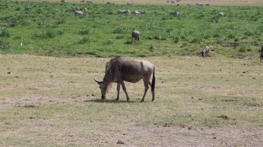 Kenya Afrika 'daki Amboseli Ulusal Parkı' ndaki antiloplar. Doğa ve hayvanlar