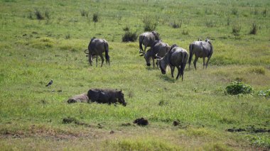 Kenya Afrika 'daki Amboseli Ulusal Parkı' ndaki antiloplar. Doğa ve hayvanlar