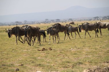 Kenya Afrika 'daki Amboseli Ulusal Parkı' ndaki antiloplar. Doğa ve hayvanlar