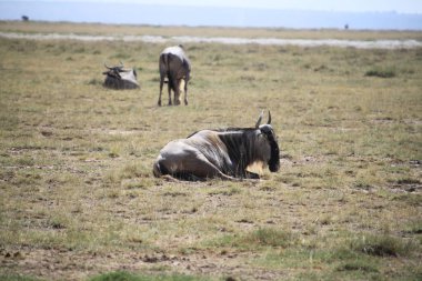 Kenya Afrika 'daki Amboseli Ulusal Parkı' ndaki antiloplar. Doğa ve hayvanlar