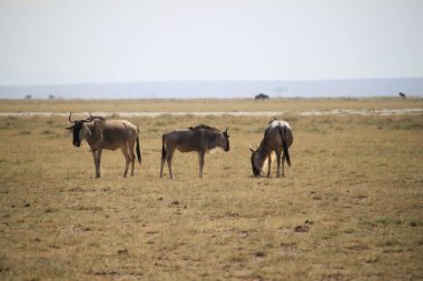 Kenya Afrika 'daki Amboseli Ulusal Parkı' ndaki antiloplar. Doğa ve hayvanlar