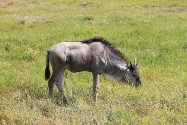 Kenya Afrika 'daki Amboseli Ulusal Parkı' ndaki antiloplar. Doğa ve hayvanlar