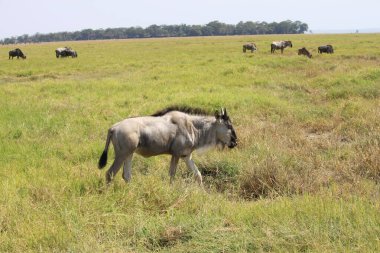 Kenya Afrika 'daki Amboseli Ulusal Parkı' ndaki antiloplar. Doğa ve hayvanlar