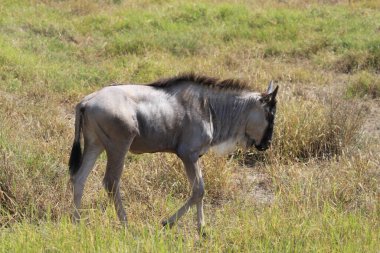 Kenya Afrika 'daki Amboseli Ulusal Parkı' ndaki antiloplar. Doğa ve hayvanlar
