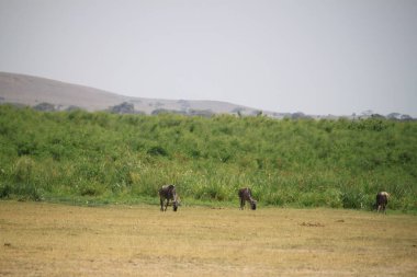 Kenya Afrika 'daki Amboseli Ulusal Parkı' ndaki antiloplar. Doğa ve hayvanlar