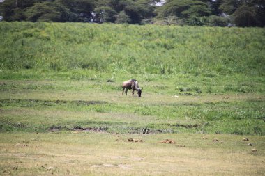 Kenya Afrika 'daki Amboseli Ulusal Parkı' ndaki antiloplar. Doğa ve hayvanlar