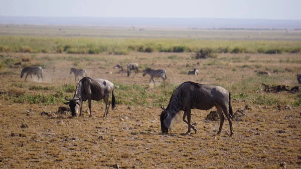 Pakambaly Národním Parku Amboseli Keni Africe Druh Zvířata — Stock fotografie