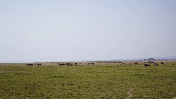 Wildebeests Amboseli National Park Kenya Africa Nature Animals — Stock Photo, Image