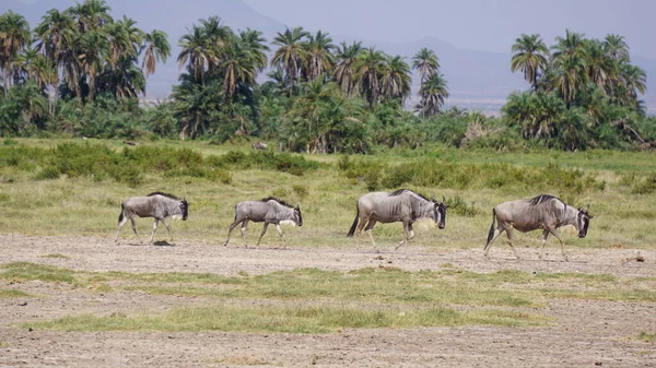 Wildebeests Στο Εθνικό Πάρκο Amboseli Στην Κένυα Της Αφρικής Φύση — Φωτογραφία Αρχείου