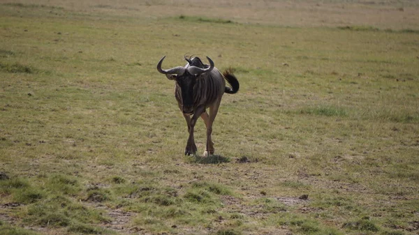 Wildebeesten Het Amboseli National Park Kenia Afrika Natuur Dieren — Stockfoto