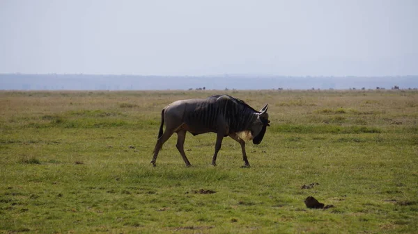 Wildebeests Στο Εθνικό Πάρκο Amboseli Στην Κένυα Της Αφρικής Φύση — Φωτογραφία Αρχείου