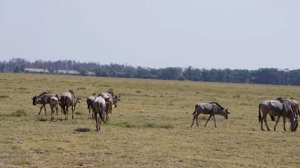 Wildebeests Amboseli National Park Kenya Africa Nature Animals — Stock Photo, Image