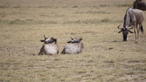 Wildebeests Στο Εθνικό Πάρκο Amboseli Στην Κένυα Της Αφρικής Φύση — Φωτογραφία Αρχείου