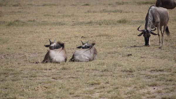 Wildebeests Parque Nacional Amboseli Kenia África Naturaleza Animales — Foto de Stock