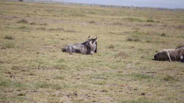 Wildebeests Nel Parco Nazionale Amboseli Kenya Africa Natura Animali — Foto Stock