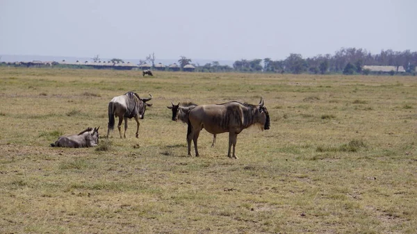 Kenya Afrika Daki Amboseli Ulusal Parkı Ndaki Antiloplar Doğa Hayvanlar — Stok fotoğraf