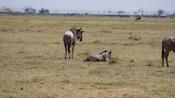 Wildebeests Parque Nacional Amboseli Quênia África Natureza Animais — Fotografia de Stock