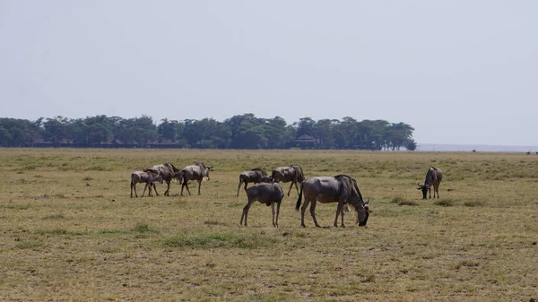 Wildebeests Amboseli National Park Kenya Africa Nature Animals — Stock Photo, Image