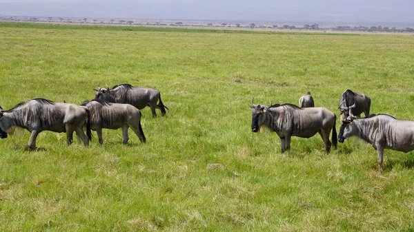 Kenya Afrika Daki Amboseli Ulusal Parkı Ndaki Antiloplar Doğa Hayvanlar — Stok fotoğraf