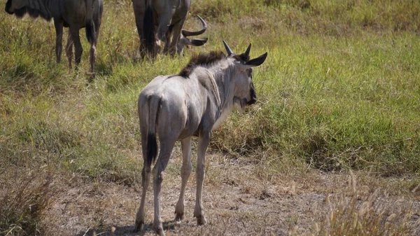 Гну Национальном Парке Амбосели Кении Африка Природа Животные — стоковое фото