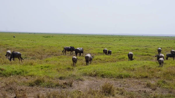 Wildebeests Στο Εθνικό Πάρκο Amboseli Στην Κένυα Της Αφρικής Φύση — Φωτογραφία Αρχείου