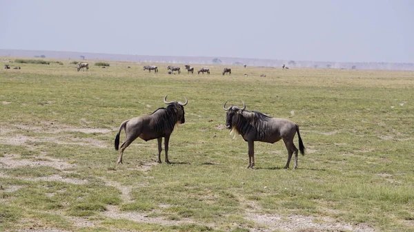Wildebeests Στο Εθνικό Πάρκο Amboseli Στην Κένυα Της Αφρικής Φύση — Φωτογραφία Αρχείου